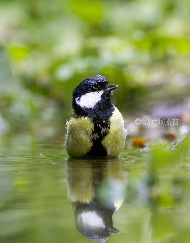 大山雀(Parus major)洗澡